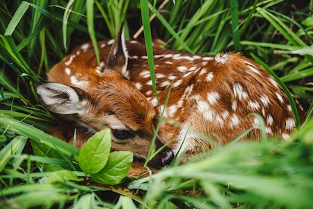 A baby fawn curled up on grass