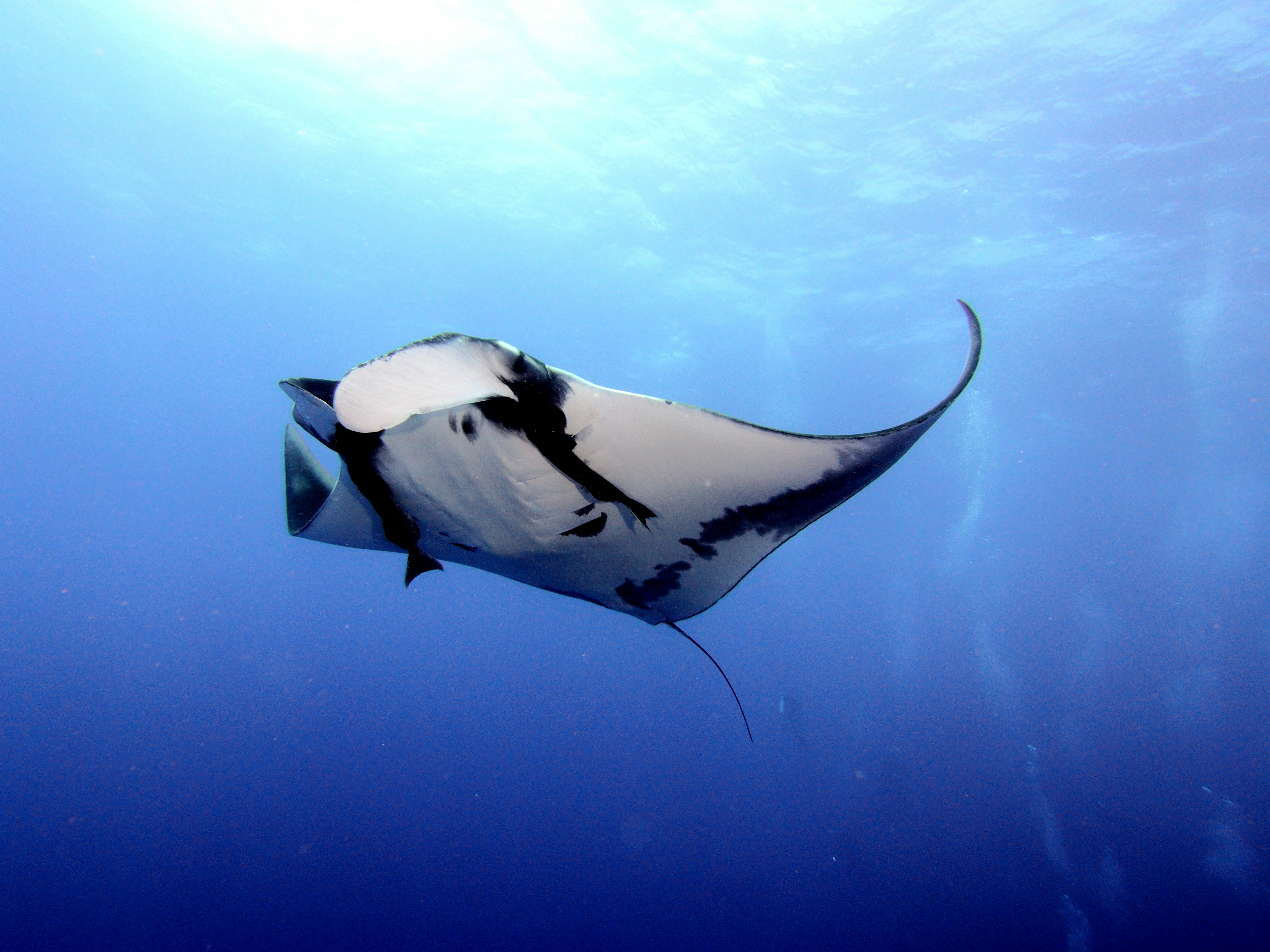 A stingray in the water