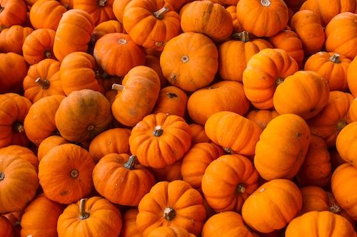 pumpkins on display